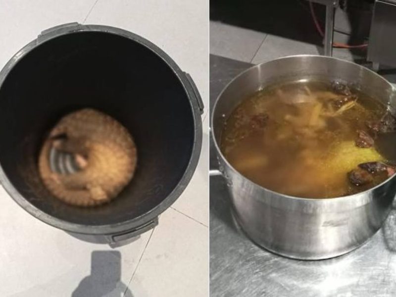 Собствениците на малайзийски курорти са изправени пред огромни глоби, затвор заради „екзотично“ меню от панголини за туристи