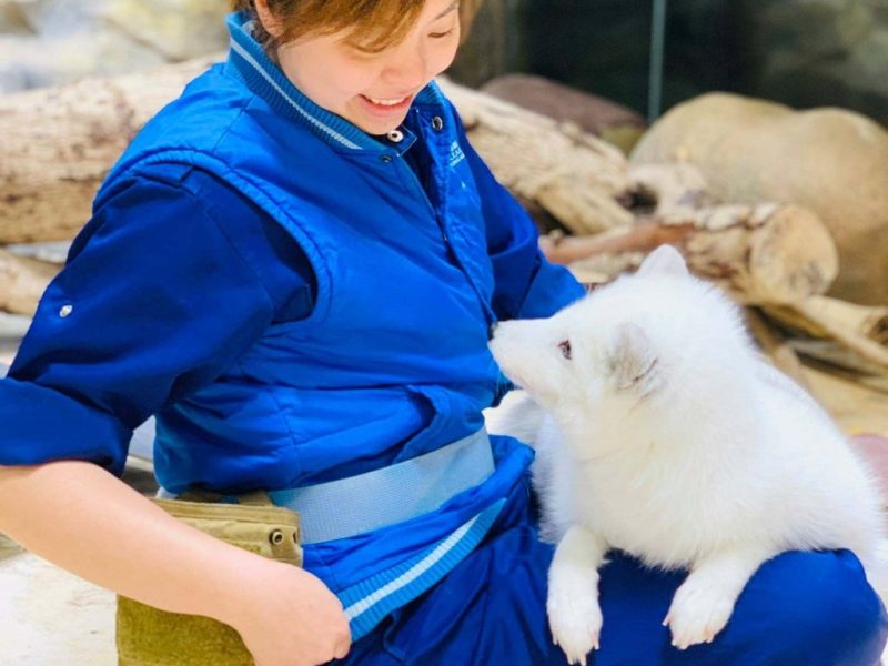 Последните 2 арктически лисици в Hong Kong Ocean Park умират, бърлогата е временно затворена