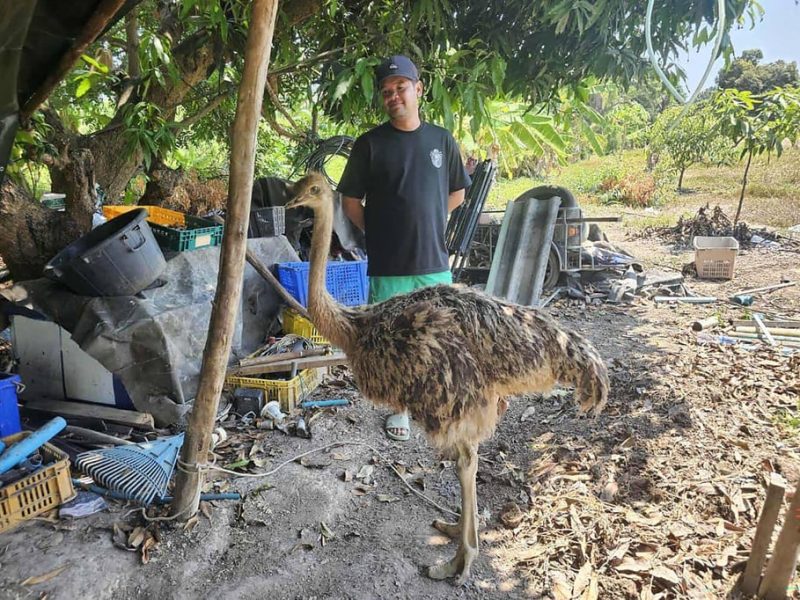 Щраусът бяга от кафене за животни, спринтира по тайландската магистрала