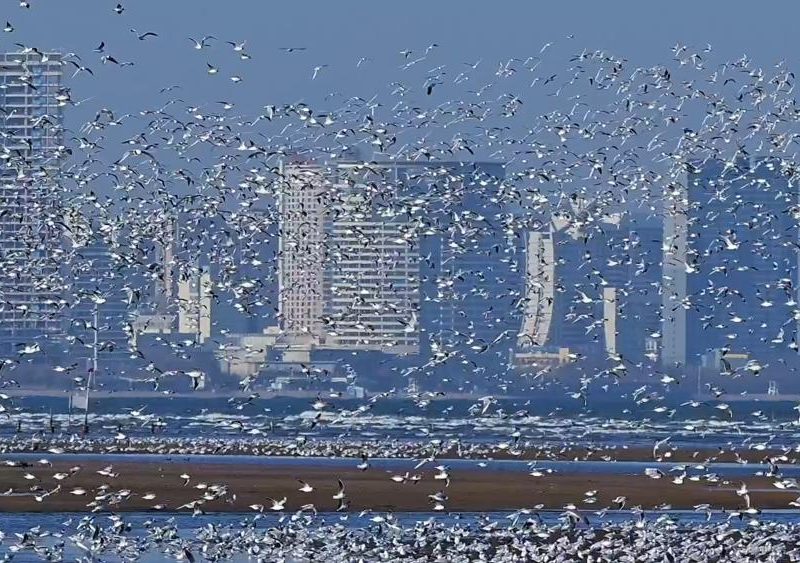 Чайки се представят грандиозно в Beidaihe в Хъбей