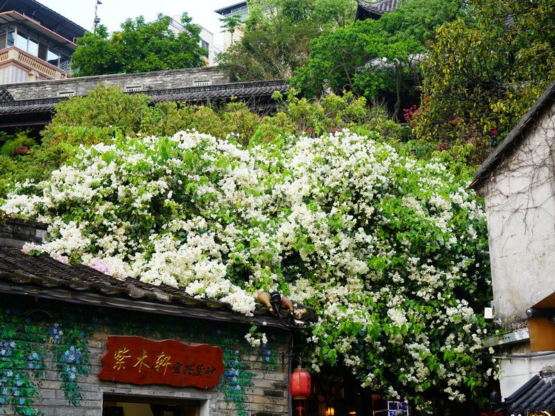 Търсенето на пътувания нараства по време на празника на фестивала Qingming