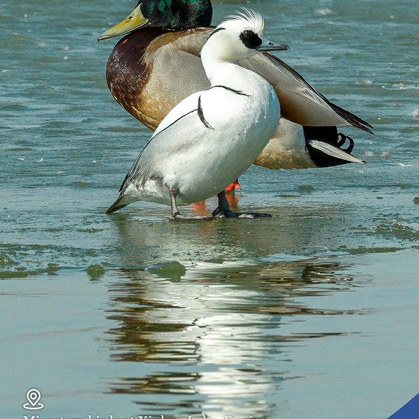 Мигриращи птици в езерото Синхуа, Дакинг, Хейлундзян