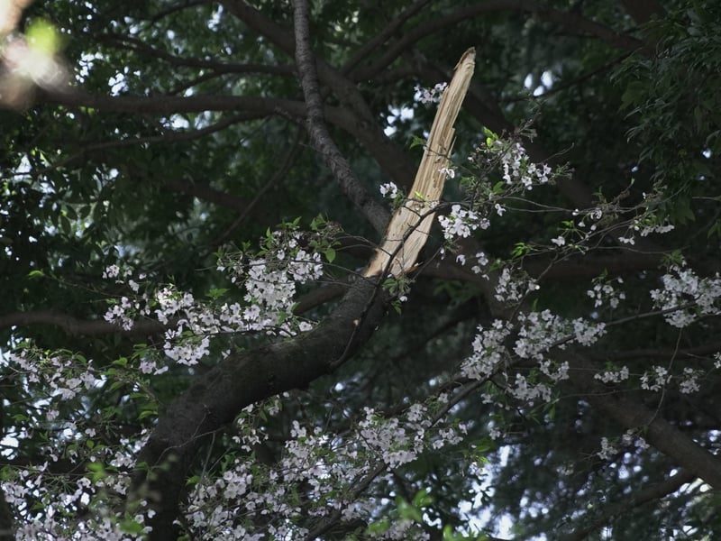 Страховете за безопасността процъфтяват в Япония, тъй като стареещите черешови дървета се срутват в парковете на Токио